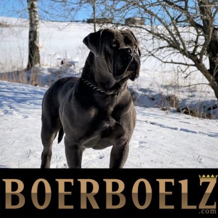 BOERBOELZ