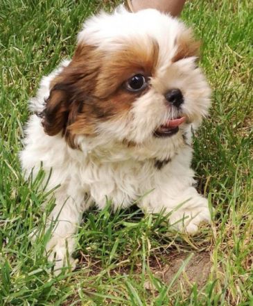 Update: Zur Zeit nur noch ein abgabebereiter Welpe: