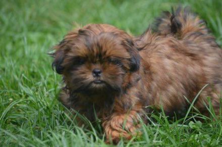 Update: Zur Zeit nur noch ein abgabebereiter Welpe: