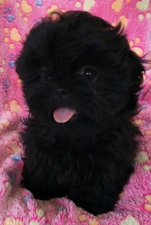 Update: Zur Zeit nur noch ein abgabebereiter Welpe: