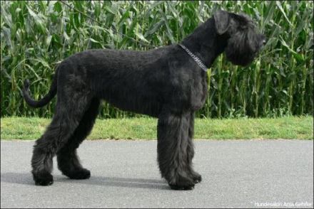 Xari Rex vom weitem Land