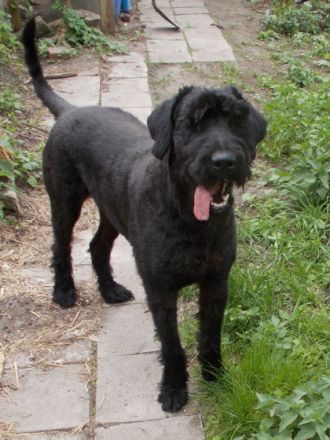 Xari Rex vom weitem Land