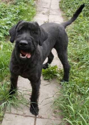 Xari Rex vom weitem Land