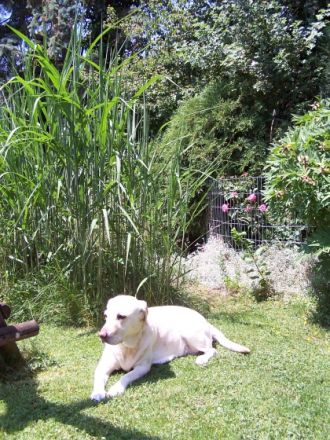 Hundepension "Bezaubernde Jeanie"