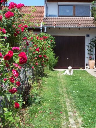 Hundepension "Bezaubernde Jeanie"