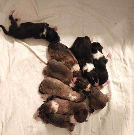 von der Brettachwiese