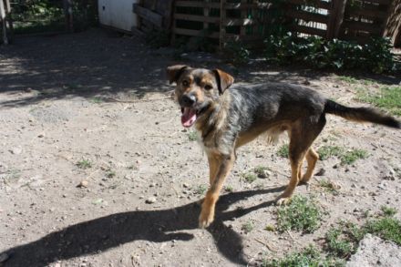 Kacsi - männlich Rasse:Schäferhund Mix Alter: geb.ca.