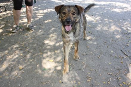 Kacsi - männlich Rasse:Schäferhund Mix Alter: geb.ca.