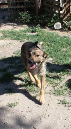 Kacsi - männlich Rasse:Schäferhund Mix Alter: geb.ca.