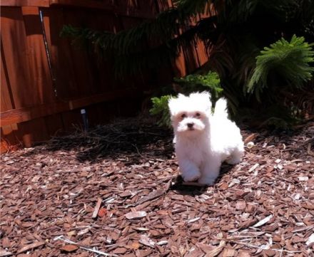 Rasse: Malteser Geburtsdatum: 10.11.2021 Alter: 11