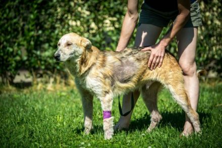 Vernon - männch Rasse:Schäfi Husky Mix Alter: ca. 10