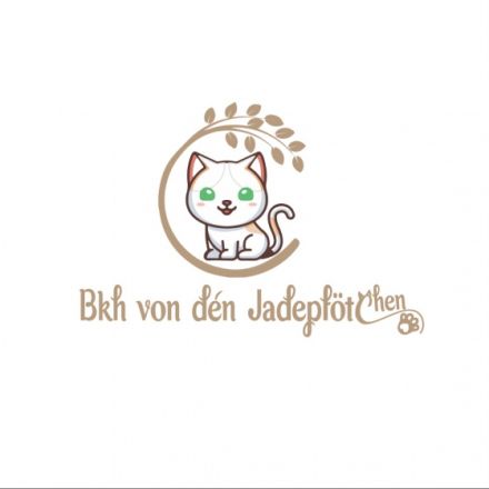 Bkh von den Jadepfötchen