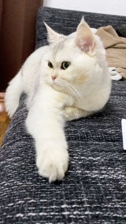 Bkh von den Jadepfötchen