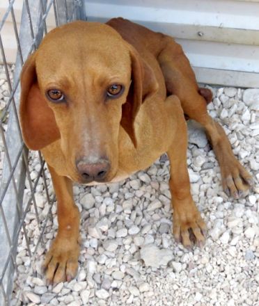 Haley 2, (Schulterhöhe ca. 49 cm)