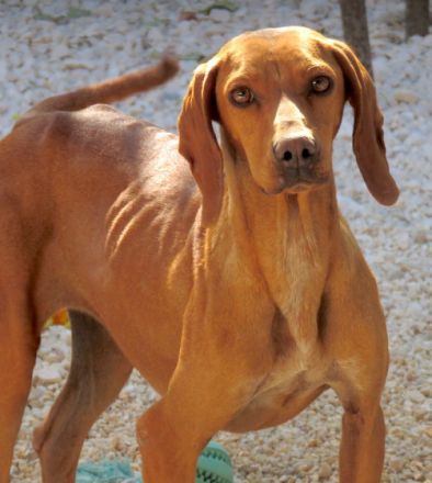 Haley 2, (Schulterhöhe ca. 49 cm)