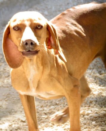 Haley 2, (Schulterhöhe ca. 49 cm)