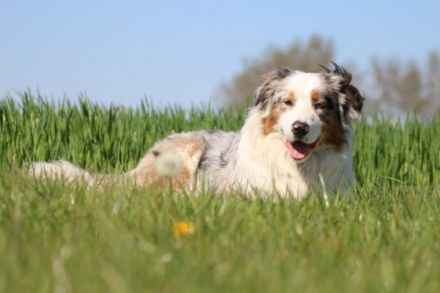 Lightmyfire's You Never Walk Alone DNA-VP