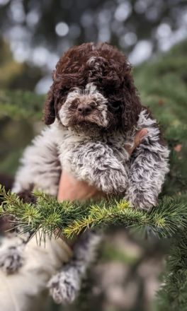 Beautifully lagotto romagnolo puppy They are ready for