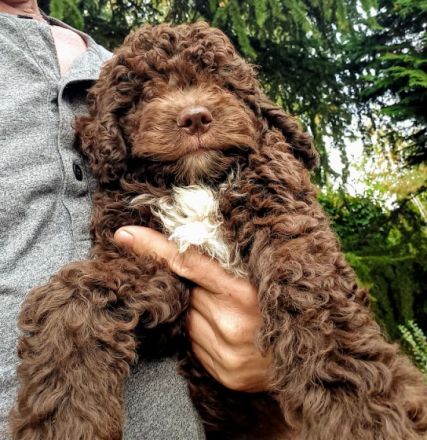 Beautifully lagotto romagnolo puppy They are ready for