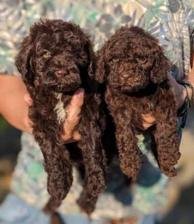 Beautifully lagotto romagnolo puppy They are ready for
