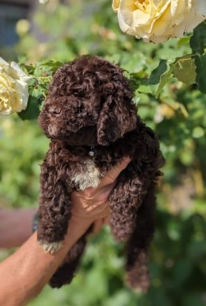 Beautifully lagotto romagnolo puppy They are ready for