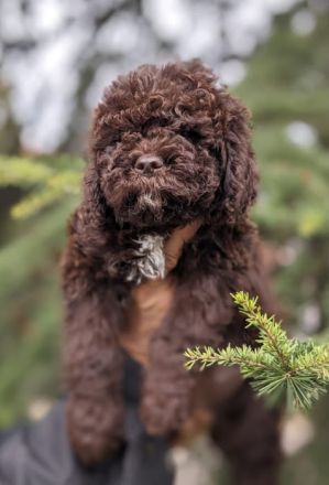 Beautifully lagotto romagnolo puppy They are ready for