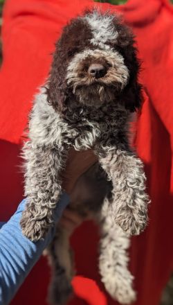 Beautifully lagotto romagnolo puppy They are ready for