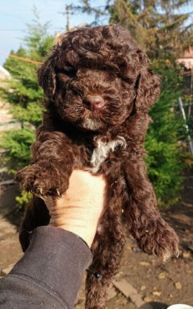 Beautifully lagotto romagnolo puppy They are ready for