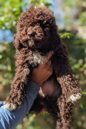 Beautifully lagotto romagnolo puppy They are ready for