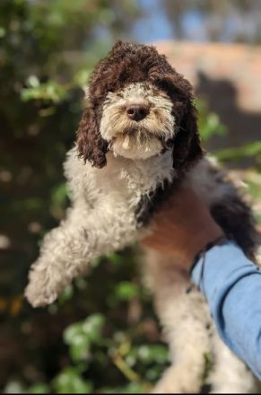 Beautifully lagotto romagnolo puppy They are ready for