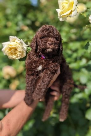 Beautifully lagotto romagnolo puppy They are ready for