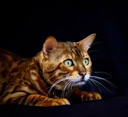 Deckkater mit Stammbaum