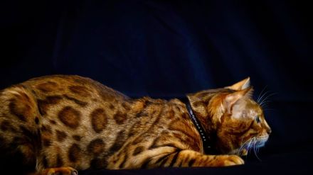 Deckkater mit Stammbaum