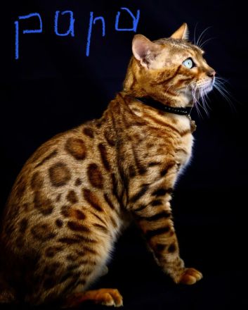 Deckkater mit Stammbaum