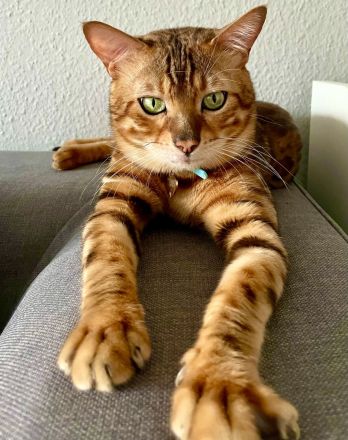 Deckkater mit Stammbaum