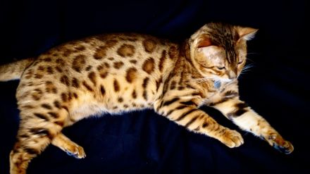 Deckkater mit Stammbaum