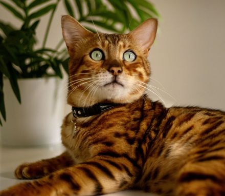 Deckkater mit Stammbaum