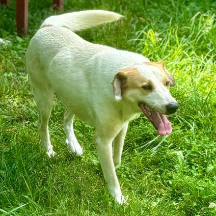 RÜDE SIMBA, männlich noch in Griechenland