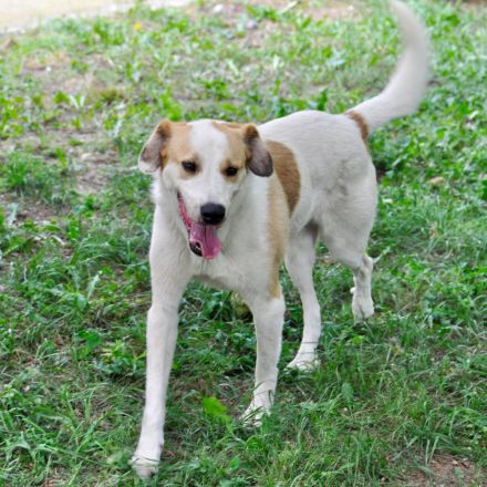 RÜDE SIMBA, männlich noch in Griechenland