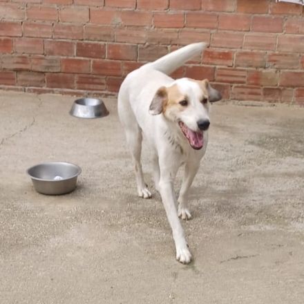 RÜDE SIMBA, männlich noch in Griechenland