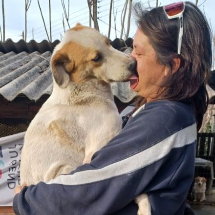 RÜDE SIMBA, männlich noch in Griechenland