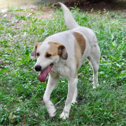 RÜDE SIMBA, männlich noch in Griechenland