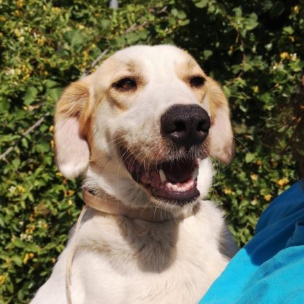 RÜDE SIMBA, männlich noch in Griechenland