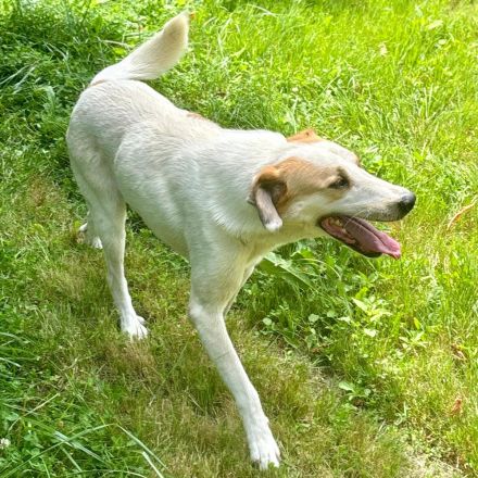 RÜDE SIMBA, männlich noch in Griechenland