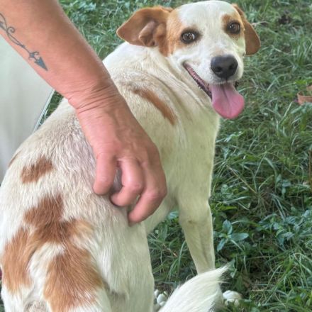 Graues Schnäuzchen Lio / männlich, kastriert / derzeit in Griechenland