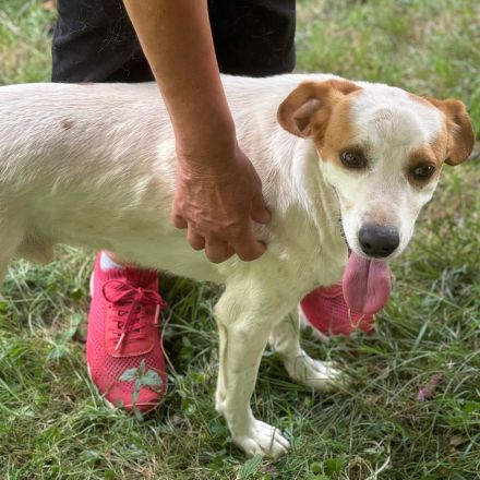 Graues Schnäuzchen Lio / männlich, kastriert / derzeit in Griechenland