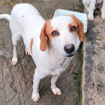Graues Schnäuzchen Lio / männlich, kastriert / derzeit in Griechenland