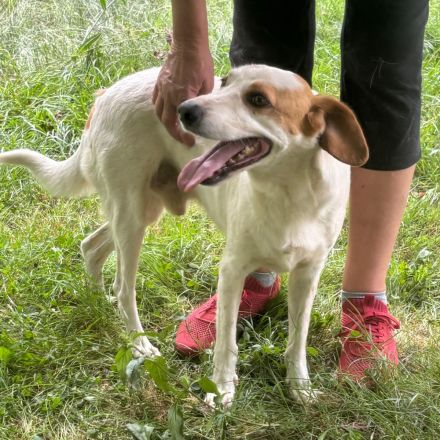 Graues Schnäuzchen Lio / männlich, kastriert / derzeit in Griechenland