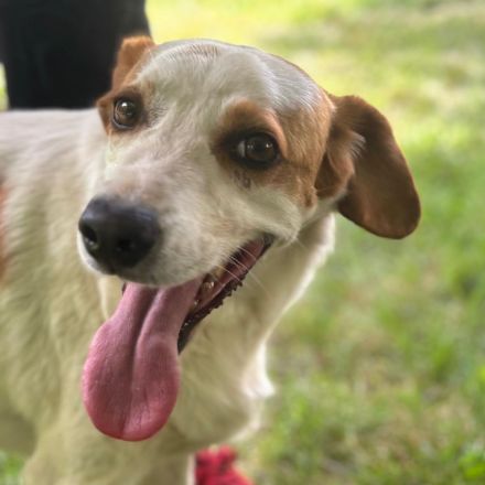 Graues Schnäuzchen Lio / männlich, kastriert / derzeit in Griechenland