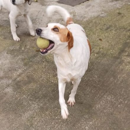Graues Schnäuzchen Lio / männlich, kastriert / derzeit in Griechenland